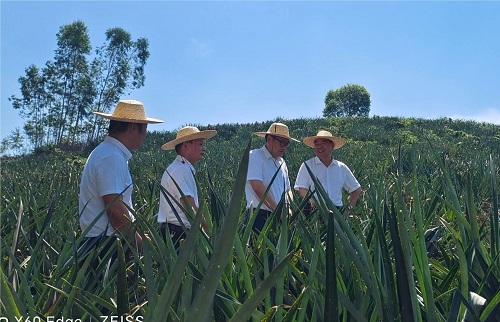 调研马鞍山农场菠萝种植基地.jpg