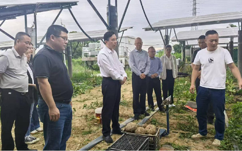 203ce9b03e277cb521fdfa2838409026.png 广东省农垦集团公司领导调研魔芋产业发展工作.png